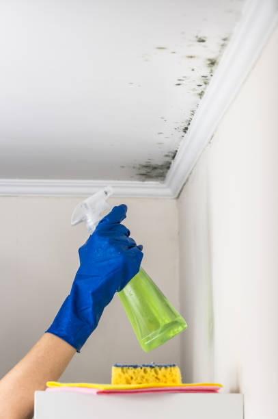 Best Commercial Mold Removal  in Wagener, SC